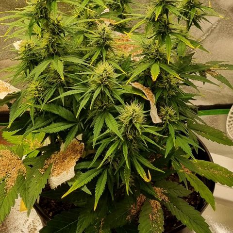 GOAT'lato Auto growlog timeline photo