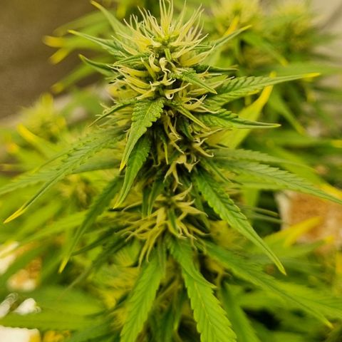 GOAT'lato Auto growlog timeline photo