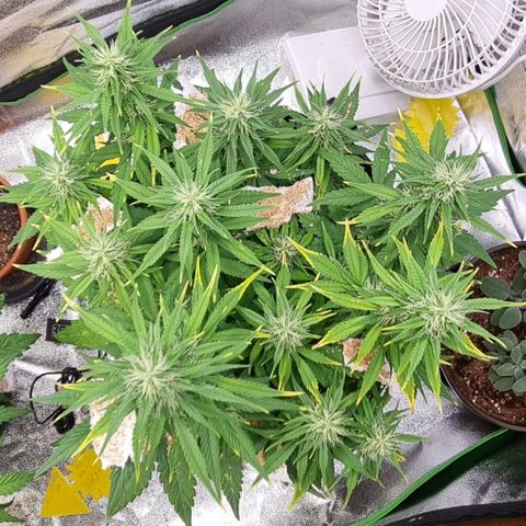 GOAT'lato Auto growlog timeline photo