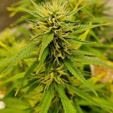 GOAT'lato Auto growlog timeline photo