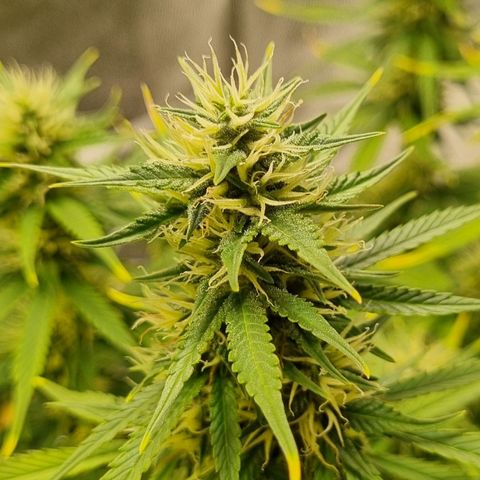 GOAT'lato Auto growlog timeline photo