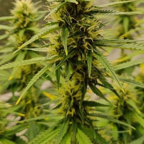 GOAT'lato Auto growlog timeline photo