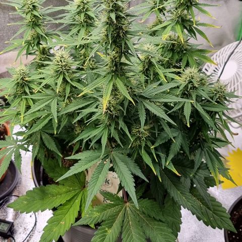 GOAT'lato Auto growlog timeline photo