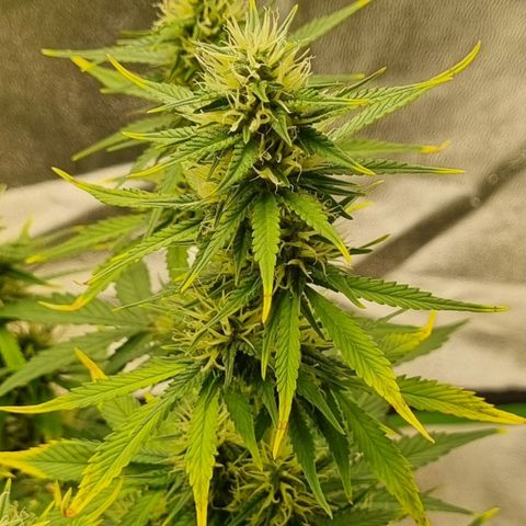GOAT'lato Auto growlog timeline photo