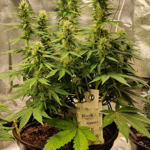 GOAT'lato Auto growlog timeline photo