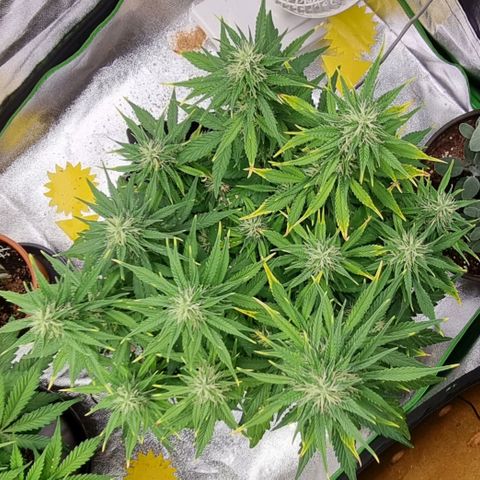 GOAT'lato Auto growlog timeline photo