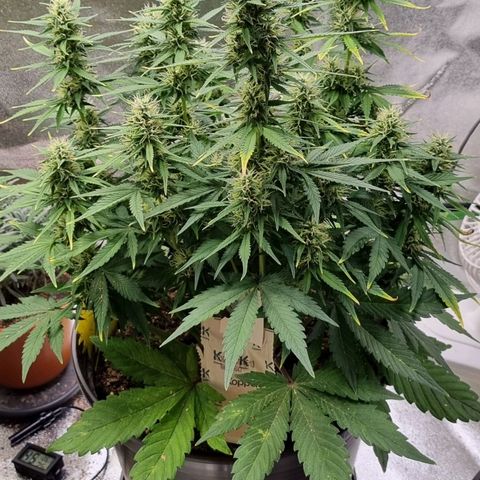 GOAT'lato Auto growlog timeline photo