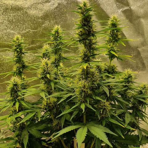 GOAT'lato Auto growlog timeline photo