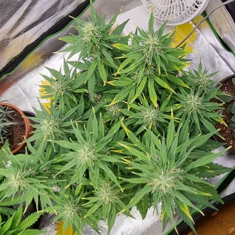 GOAT'lato Auto growlog timeline photo