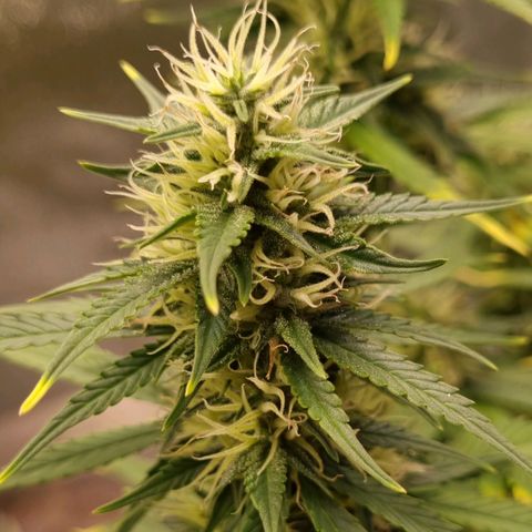 GOAT'lato Auto growlog timeline photo