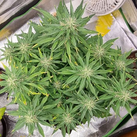 GOAT'lato Auto growlog timeline photo