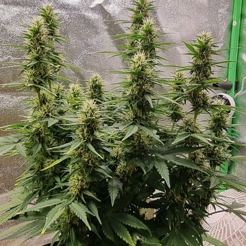GOAT'lato Auto growlog timeline photo