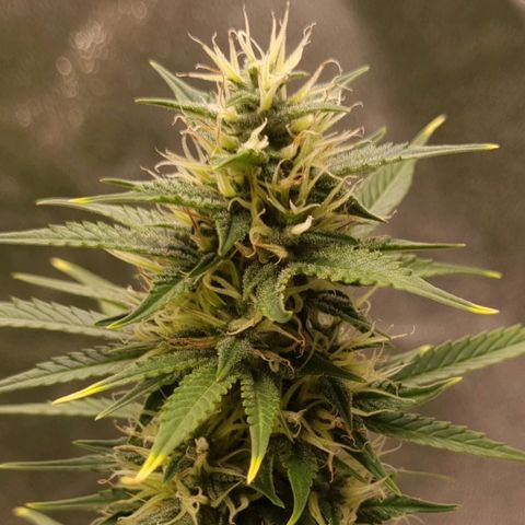 GOAT'lato Auto growlog timeline photo