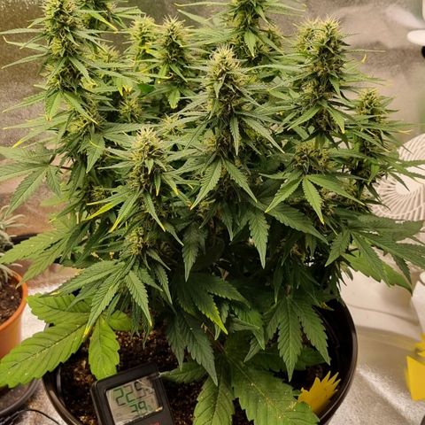 GOAT'lato Auto growlog timeline photo