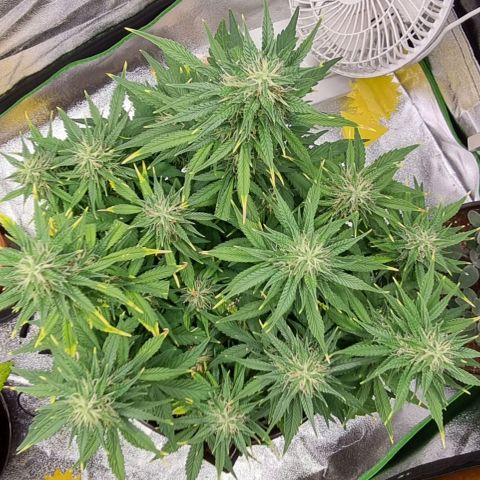 GOAT'lato Auto growlog timeline photo