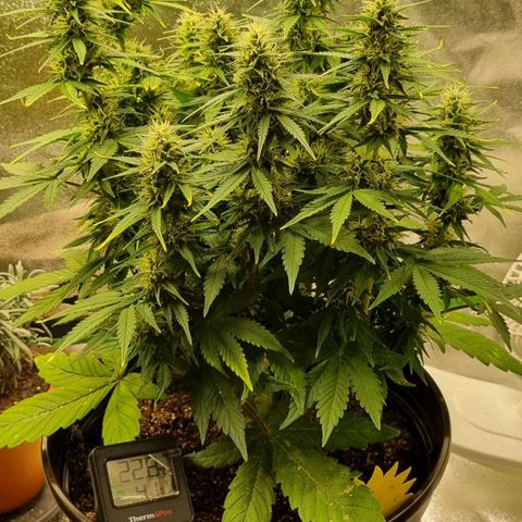 GOAT'lato Auto growlog timeline photo