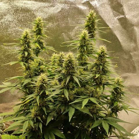 GOAT'lato Auto growlog timeline photo