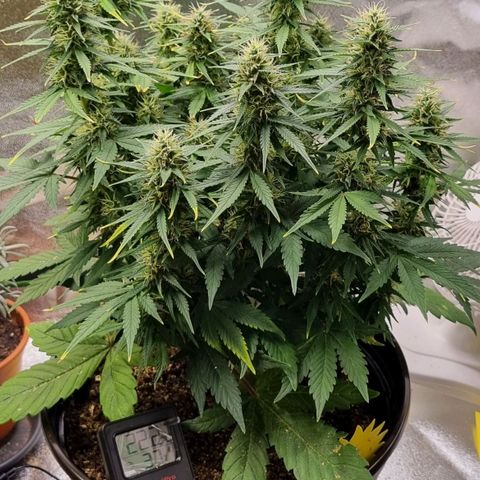 GOAT'lato Auto growlog timeline photo