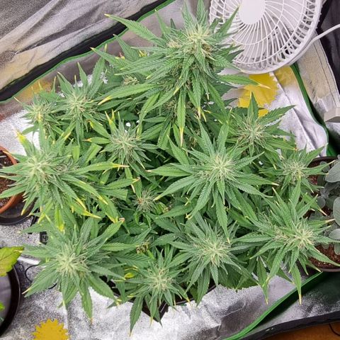GOAT'lato Auto growlog timeline photo