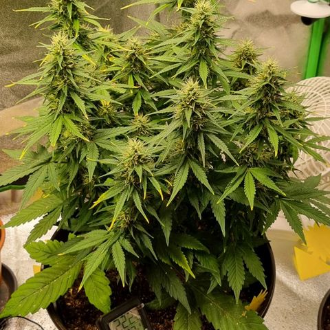 GOAT'lato Auto growlog timeline photo