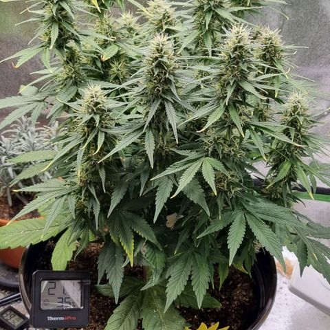 GOAT'lato Auto growlog timeline photo
