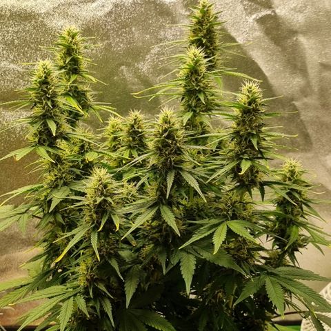 GOAT'lato Auto growlog timeline photo