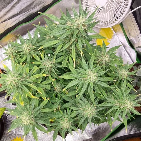 GOAT'lato Auto growlog timeline photo