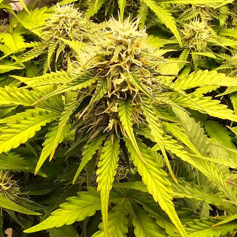 Bubble Kush Auto growlog timeline photo