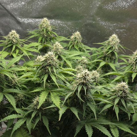 Bubble Kush Auto growlog timeline photo