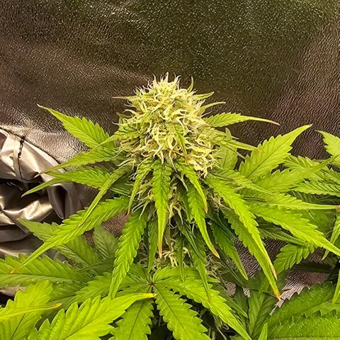 Bubble Kush Auto growlog timeline photo