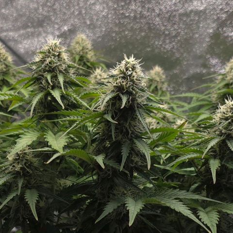 Bubble Kush Auto growlog timeline photo