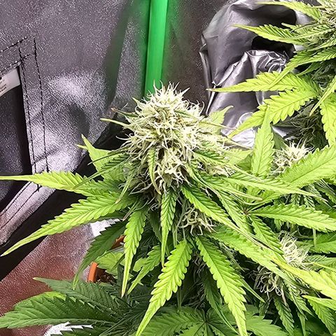 Bubble Kush Auto growlog timeline photo