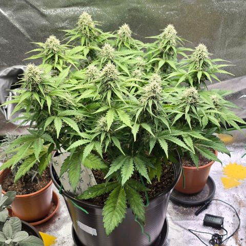 Bubble Kush Auto growlog timeline photo