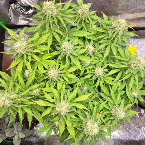 Bubble Kush Auto growlog timeline photo