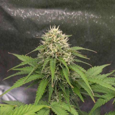 Bubble Kush Auto growlog timeline photo