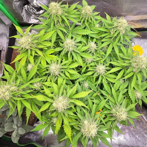 Bubble Kush Auto growlog timeline photo
