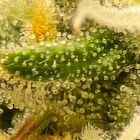Bubble Kush Auto growlog timeline photo