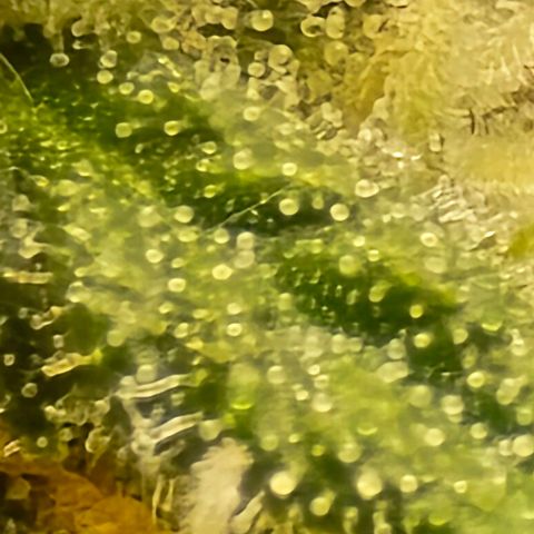 Bubble Kush Auto growlog timeline photo