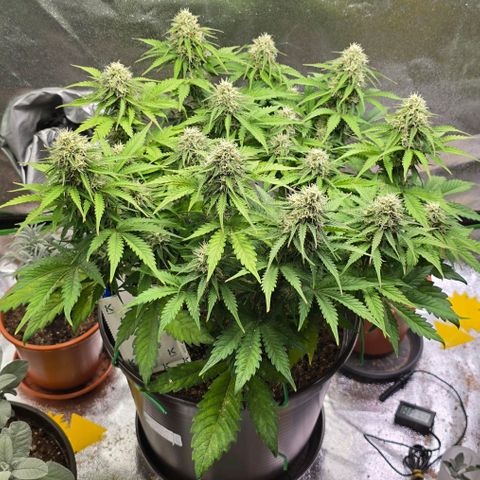 Bubble Kush Auto growlog timeline photo