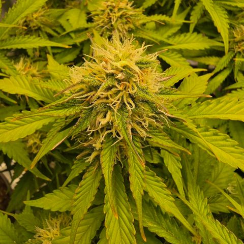Bubble Kush Auto growlog timeline photo