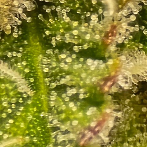 Bubble Kush Auto growlog timeline photo