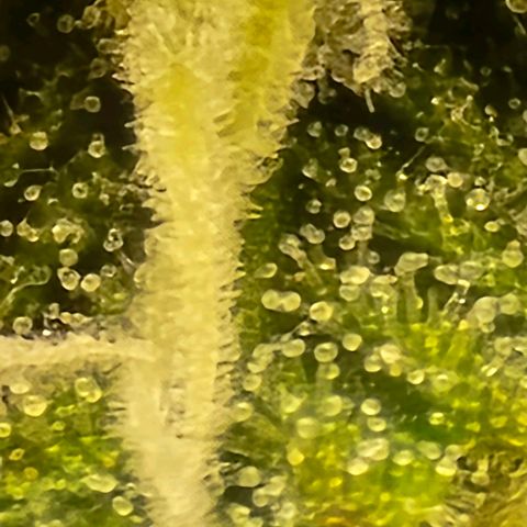 Bubble Kush Auto growlog timeline photo