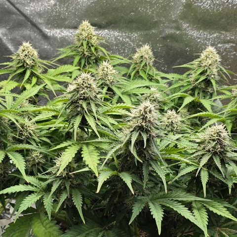 Bubble Kush Auto growlog timeline photo