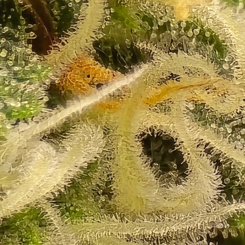 Bubble Kush Auto growlog timeline photo