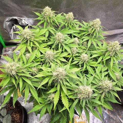 Bubble Kush Auto growlog timeline photo