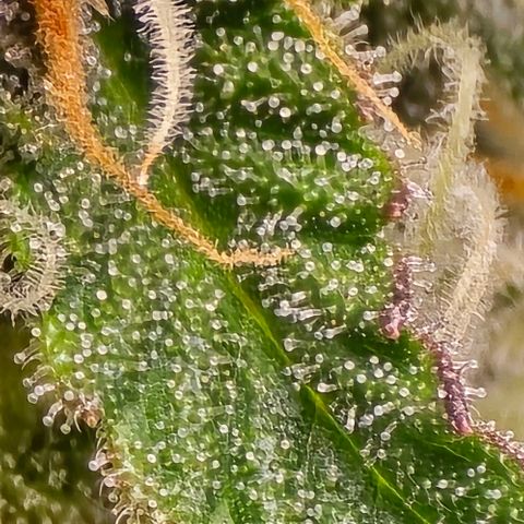 Bubble Kush Auto growlog timeline photo