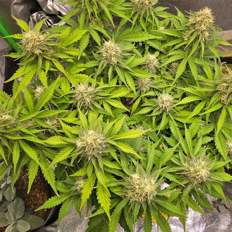 Bubble Kush Auto growlog timeline photo