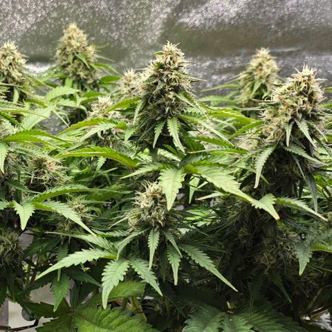 Bubble Kush Auto growlog timeline photo