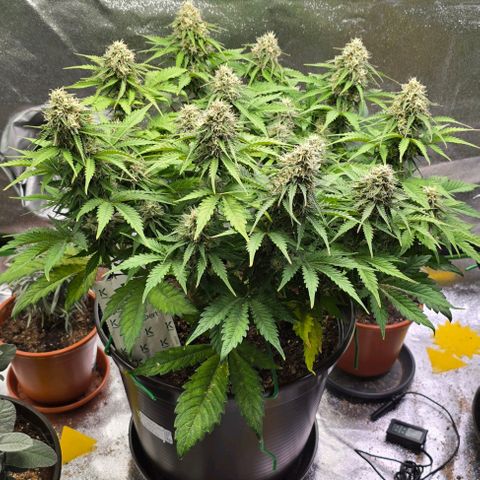 Bubble Kush Auto growlog timeline photo