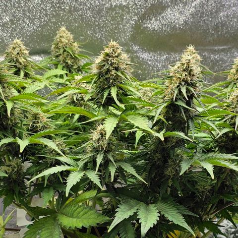 Bubble Kush Auto growlog timeline photo